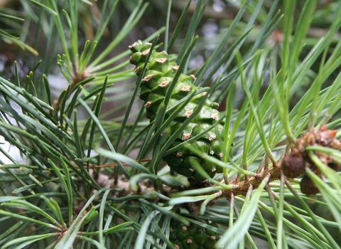 Scots Pine