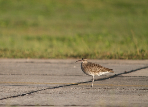 Whimbrel