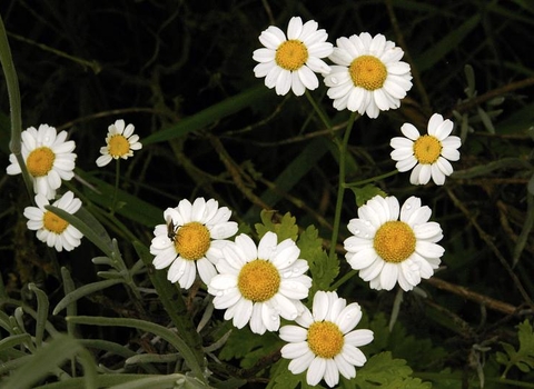 Chamomile