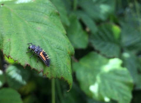 Harlequin ladybird larva