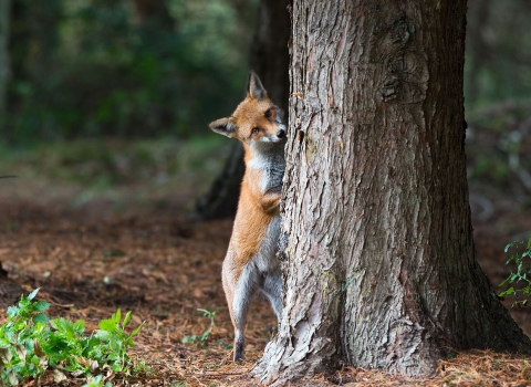 Fox by Peter Smith