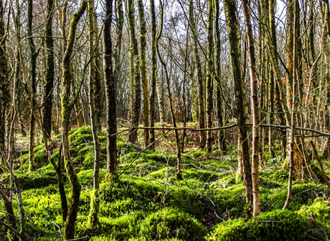 The woodland area of Darcy Lever gravel pits bathed in sunshine