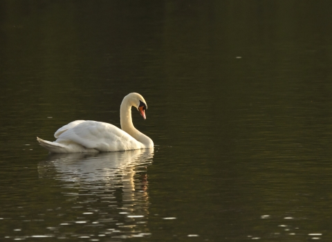 A swan swimming on a lake at Moses Gate Country Park