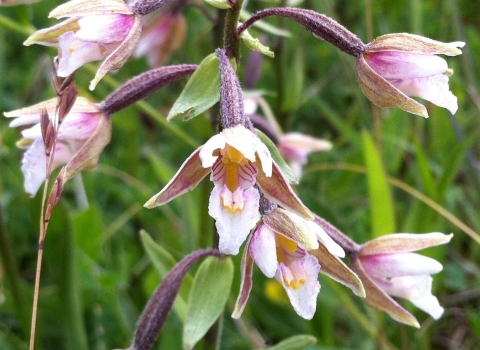 Marsh helleborine at Nob End SSSI on the Kingfisher Trail