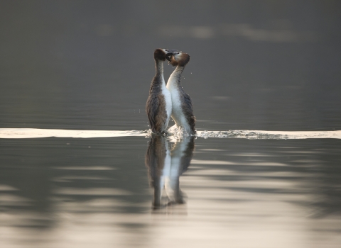 Great-crested grebes performing their amazing courtship display