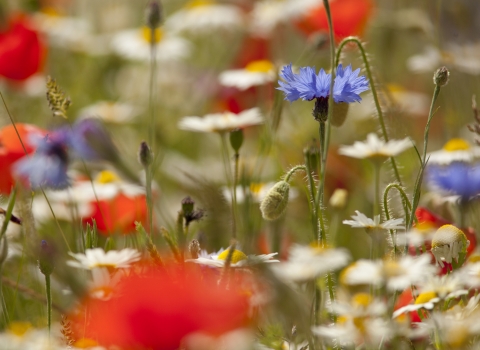 wildflower meadow by Paul Hobson