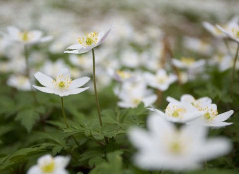 A carpet of beautiful wood anemone wildflowers