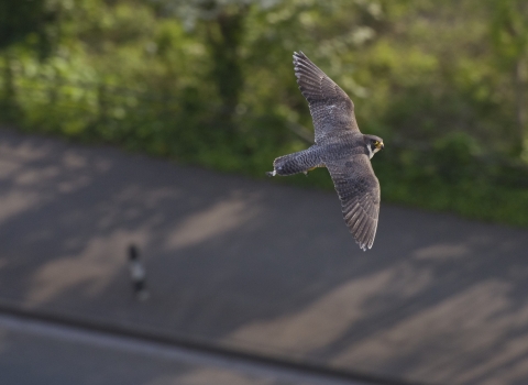 An urban peregrine falcon flying over a figure walking down the street