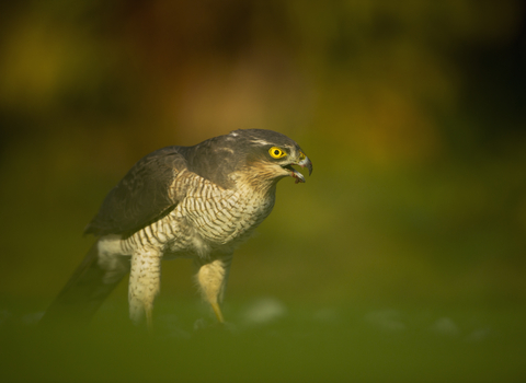 A sparrowhawk eating prey on the grass in an urban garden