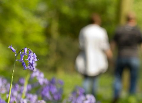 Walking through bluebells