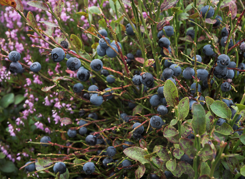 Bilberry