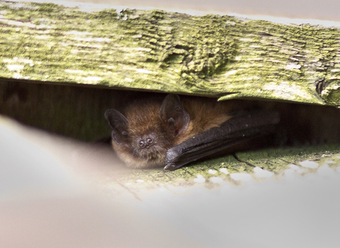 Pipistrelle bat