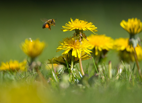 A honeybee with pollen baskets flying towards a dandelion