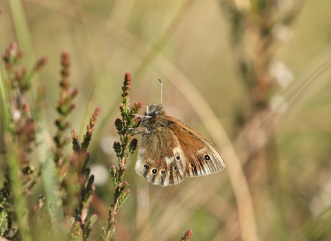 Large heath butterfly at Astley Moss