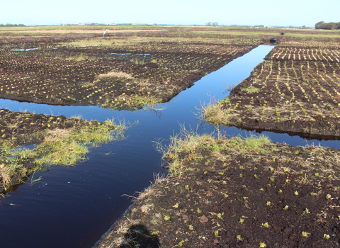 Irrigation ditches surrounded by areas of sphagnum moss