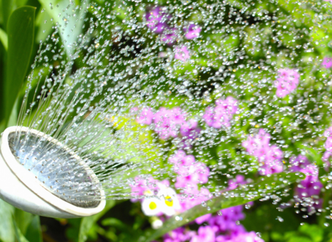 Watering plants