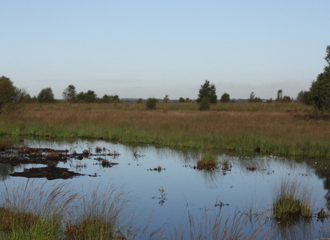 Bog pool at Cadishead Moss