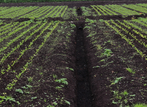 Irrigation channel running between areas planted with celery at the Rindle wetter farming trial