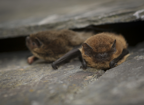 Commom pipistrelle bat