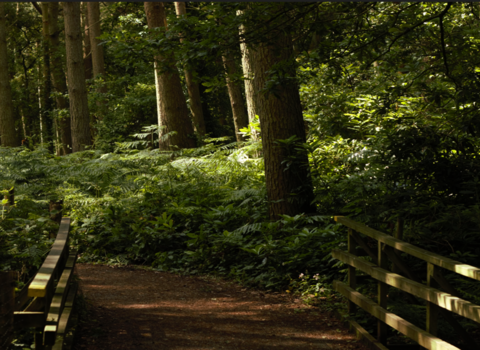 Woodland at Mere Sands Wood