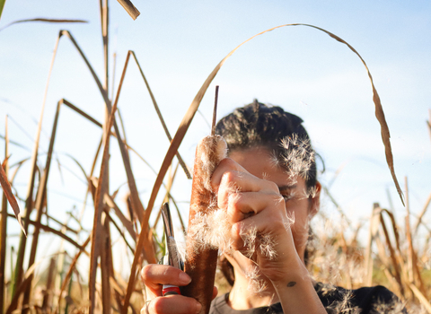 A person crumbling white fluffy bulrush seeds in their hands