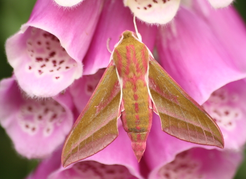 An elephant hawk-moth perched on the pink, tubular flowers of a foxglove. It's a large, olive-green moth with pink stripes