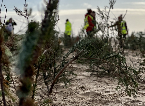 Fylde Sand Dunes Volunteering