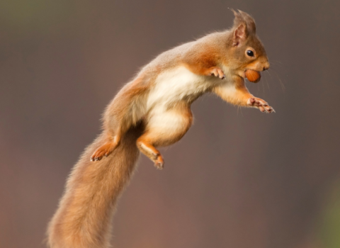 A red squirrel in mid-air jumping whilst carrying an acorn or nut in its mouth
