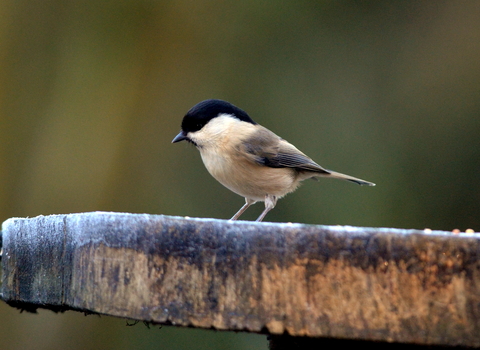 Willow Tit by Adam Jones