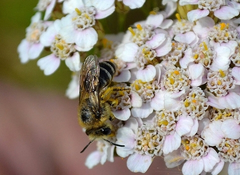 Colletes Bee