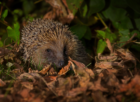 Hedgehog