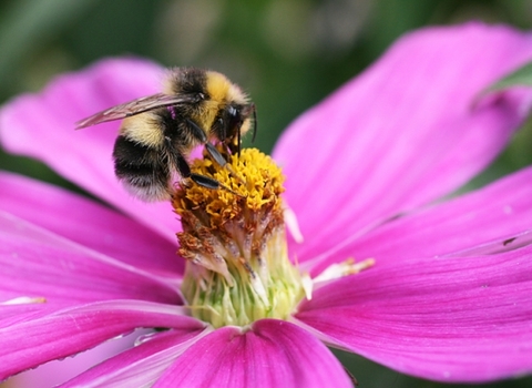 White-tailed bumblebee (Bombus lucorum)