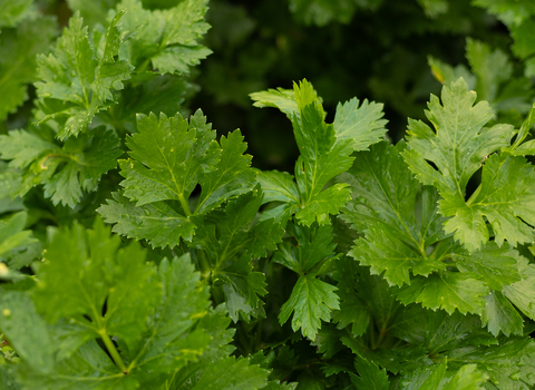 Celery grown on Rindle wetter farming trial field 