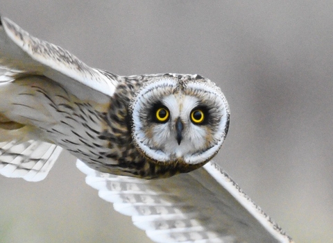 Short eared owl in flight looking directly at the camera