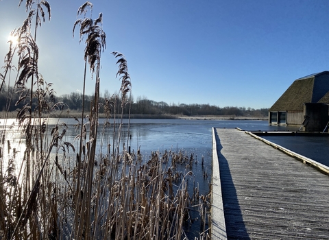 Reedbed next to a wooden walkway at Brockholes nature reserve