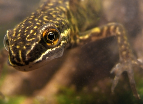 smooth newt