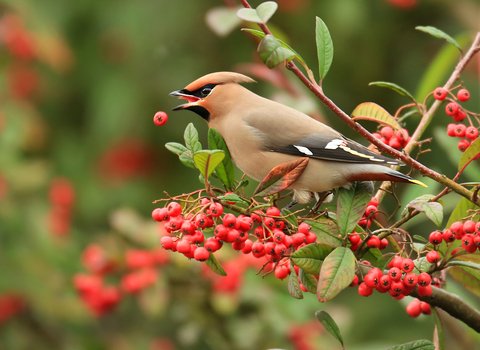 Waxwing by Jon Hawkins/Surrey Hills Photography