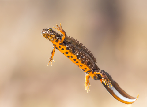 Great crested newt in water