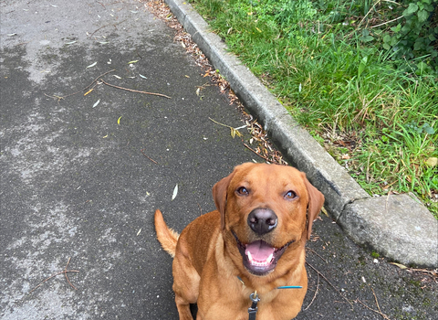 Cooper the dog sitting down 