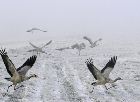 Juvenile Common / Eurasian cranes 