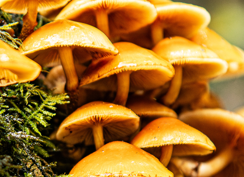 Fungi - Sulphur Tufts