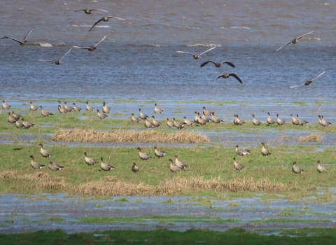 Pink footed geese being moved by the tide