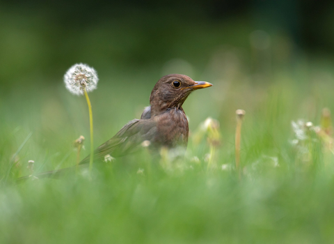 A female blackbird on a lawn surrounded by dandelions and other wildflowers