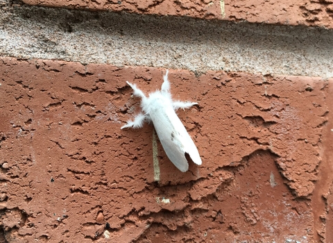 A yellow-tail moth resting on a brick wall